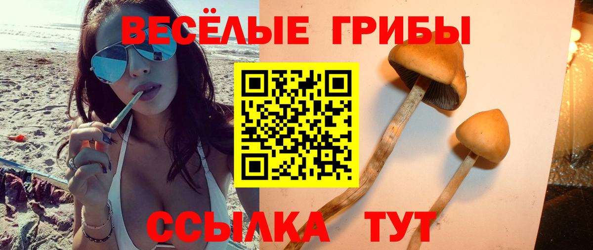 Шуя  Галлюциногенные грибы Cubensis  Вход с VPN 